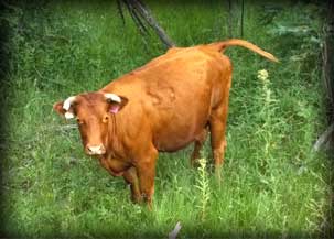 Agroforestry