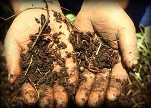 Bio Fertiliser