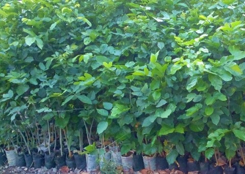 Pongamia seedlings (3)