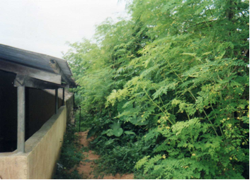 moringa hedge pic