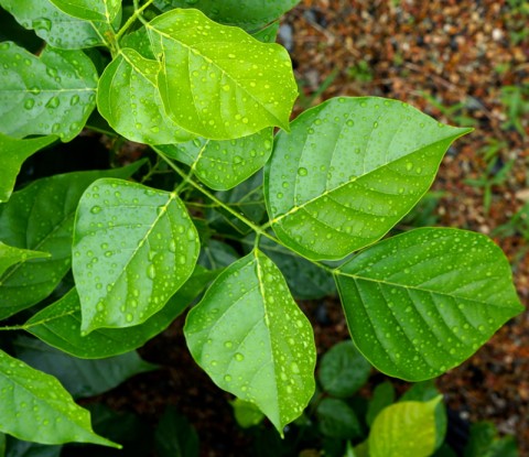 pongamia leaves