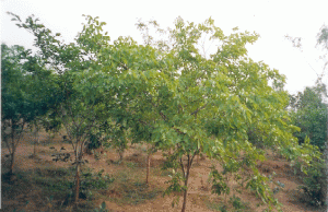 pongamia trees