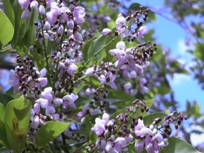 pongamia1
