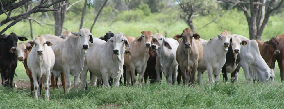 central-QLD-farming (2)
