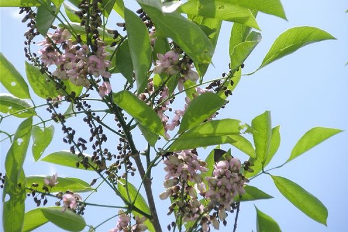 pongamia trees