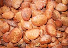 pongmia seedssss