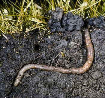 worm