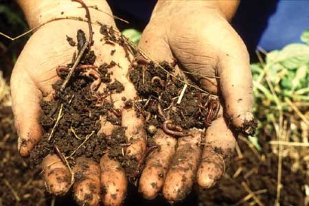 worms