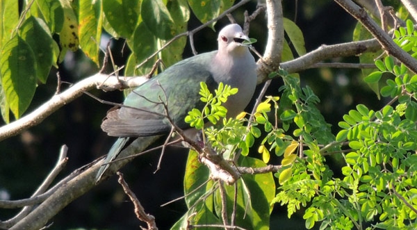 Bird Eating-Moringa-leaf