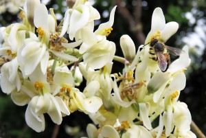 MORINGA BEE
