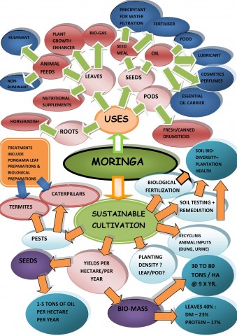 Moringa-many uses, many benefits.
