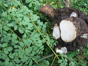 Moringa_oleifera_rootstock