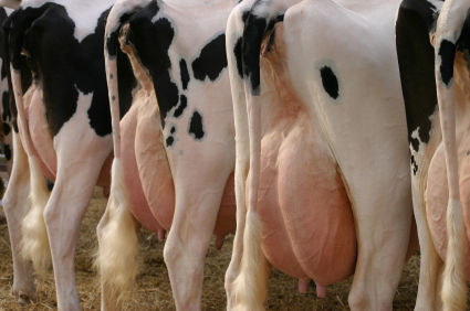 milking-cow
