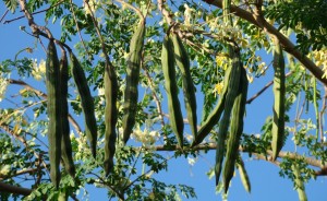 moringa drumsticks (3)