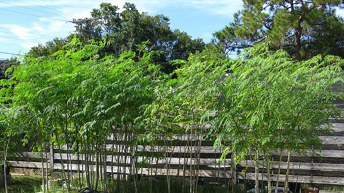 moringa hedge