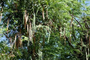 moringa mature pic
