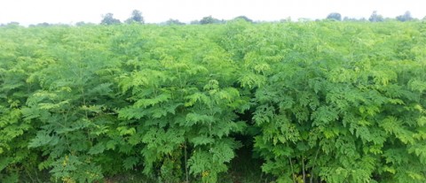 moringa plantation2