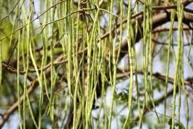 moringa pods 3
