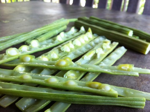 moringa pods to eat