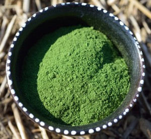 moringa powder
