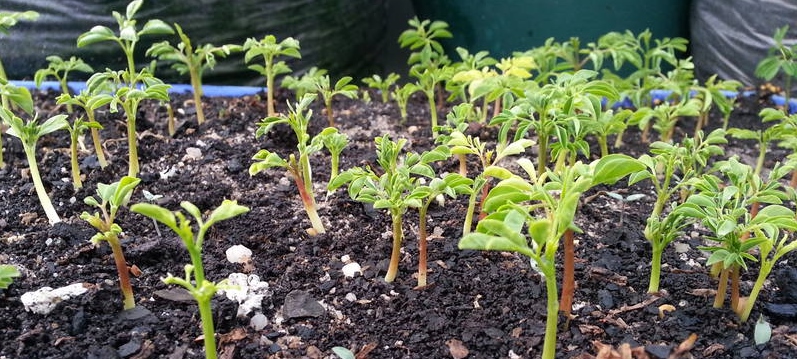 moringa-seedlings.