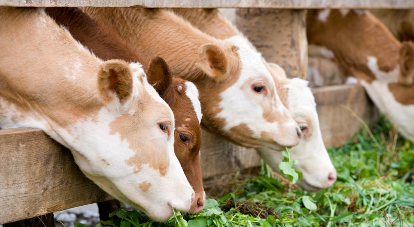 calves eating green rich fodder