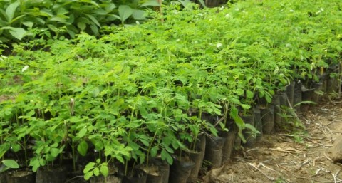 moringa_seedlings.jpg1 (2)