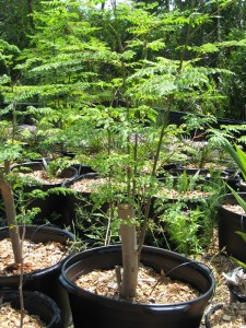 ready-for-harvest-35-days